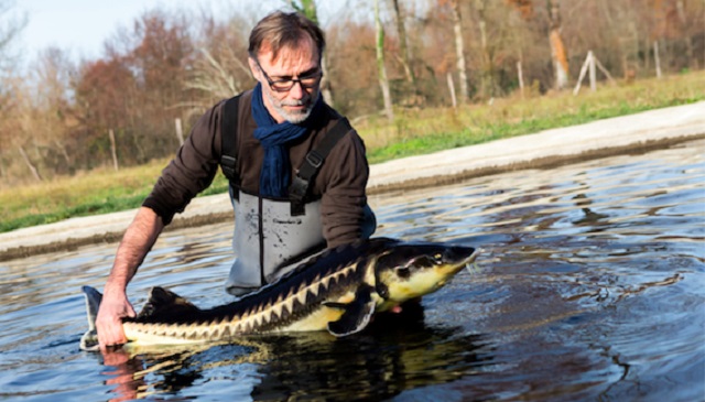 Laurent Deverlanges, Producteur de caviar – Copyright © Caviar de Neuvic