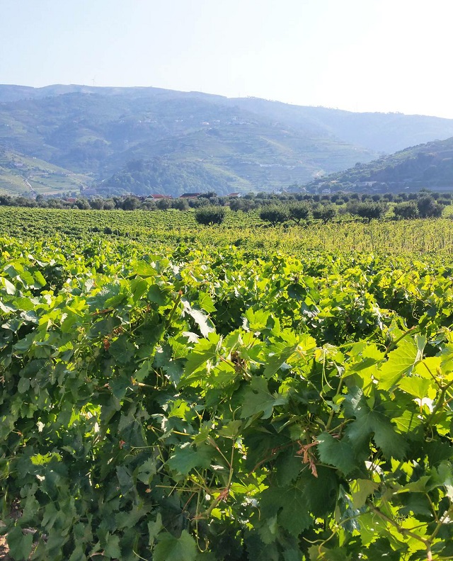 Vignobles du Douro, Quinta da Pacheca – Copyright © Gratinez