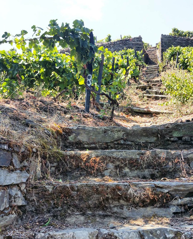 Vignobles du Douro, Quinta de Marrocos – Copyright © Gratinez