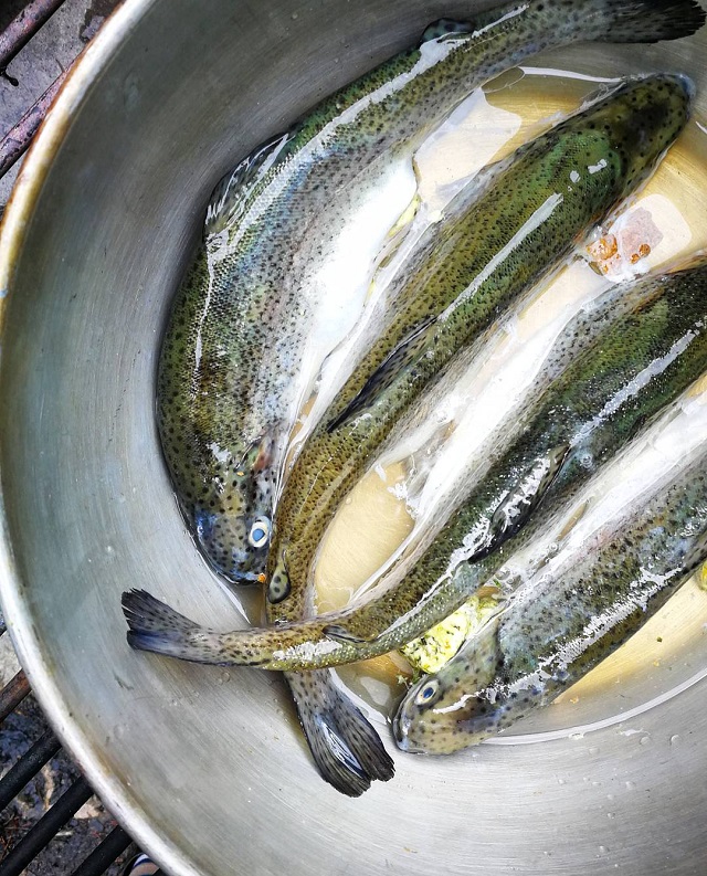 Truites au feu de bois et herbes sauvages, région Jura et Trois Lacs – Copyright © Gratinez